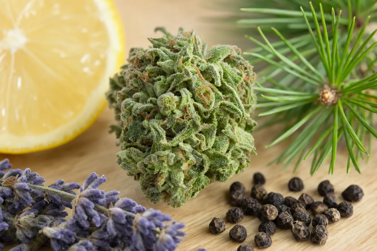 Terpeny w medycznej marihuanie - efekt otoczenia i działanie